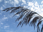 SX24059 Fronds in Biesbosch.jpg